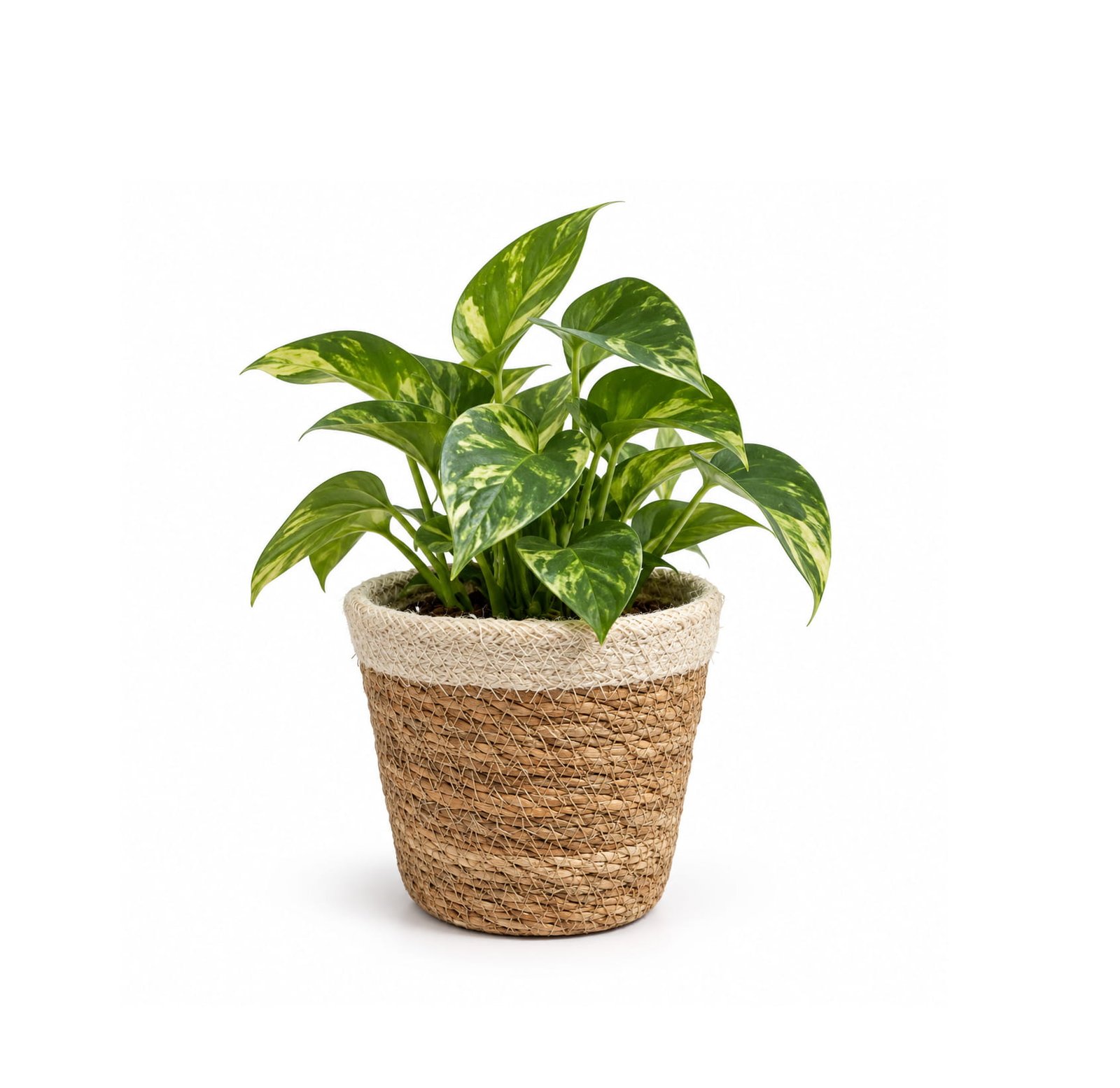 NATURAL SEAGRASS PLANTER BASKET WITH LINER - Image 2